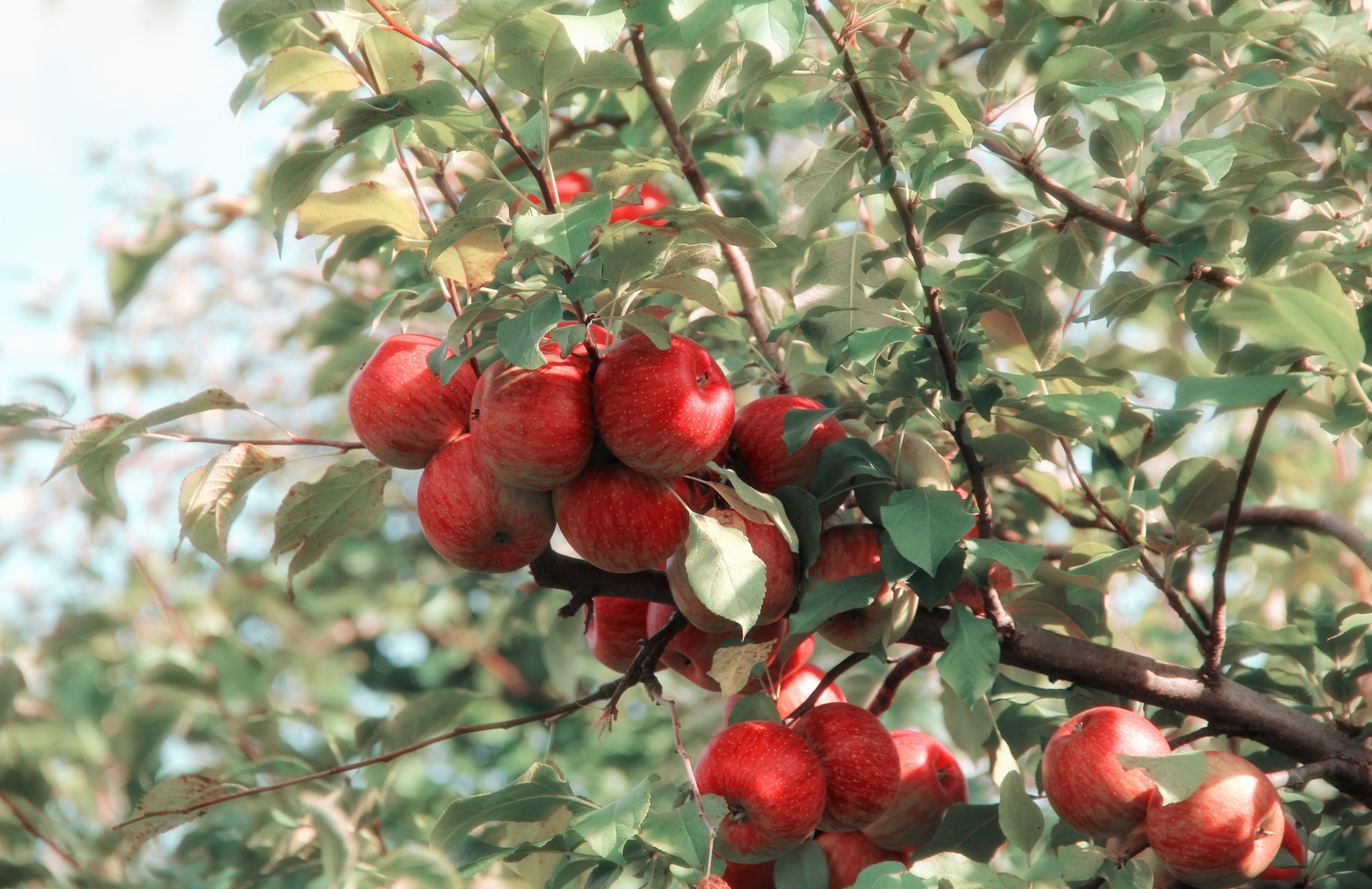 Pommier